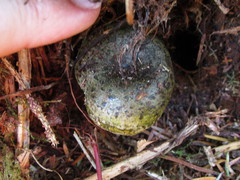 Lactarius olivaceoumbrinus