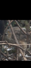 Accipiter nisus
