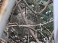 Accipiter nisus