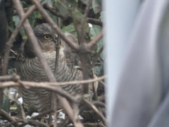 Accipiter nisus
