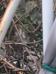 Accipiter nisus