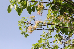 Crateva adansonii trifoliata