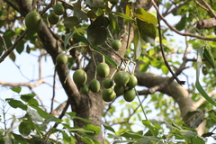 Crateva adansonii trifoliata