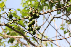 Crateva adansonii trifoliata