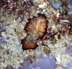 Pseudobiceros fulgor