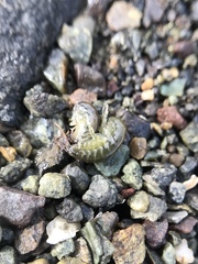 Traskorchestia traskiana