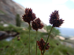 Carex pelocarpa