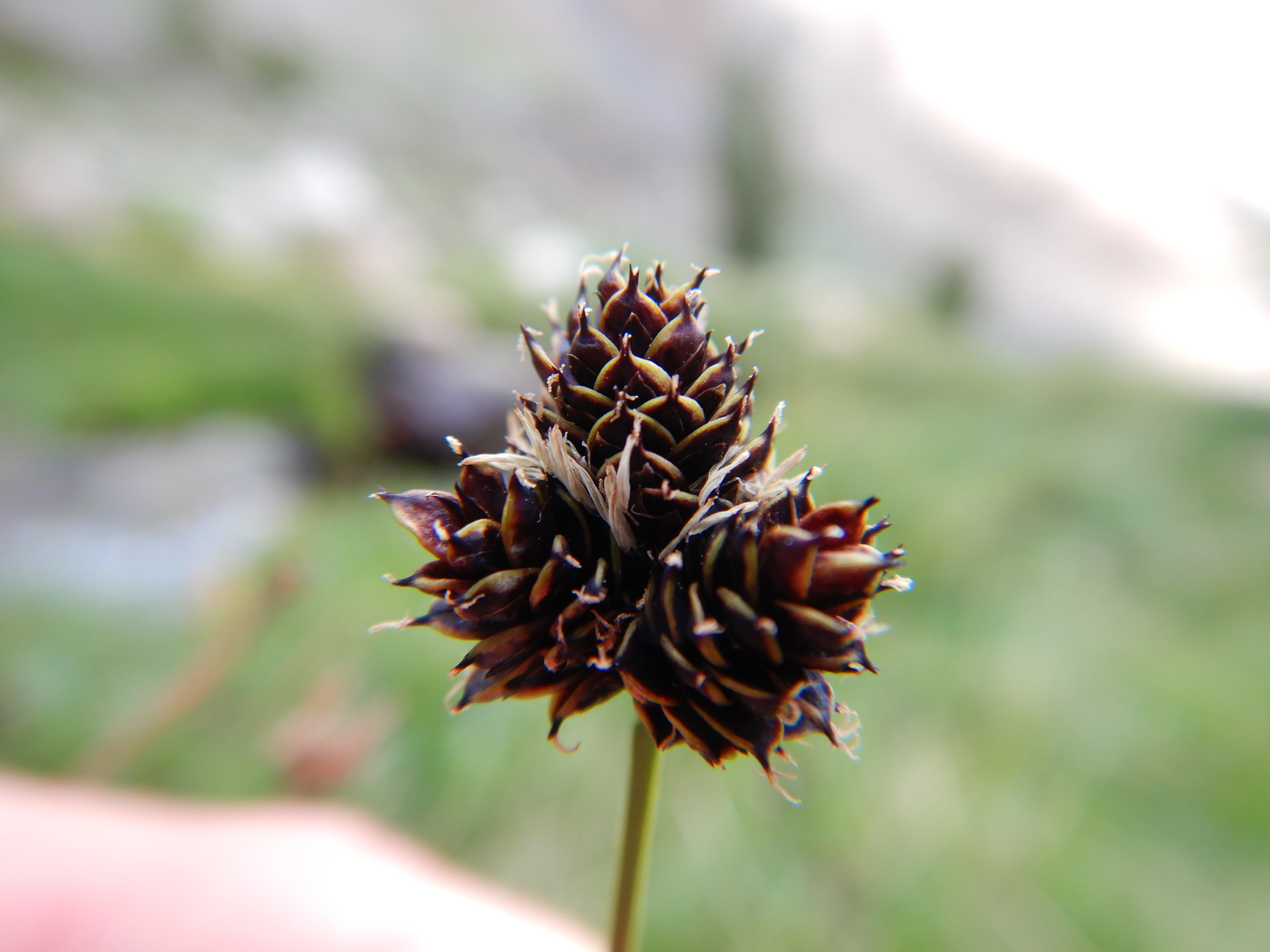 Carex pelocarpa
