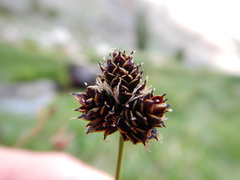 Carex pelocarpa