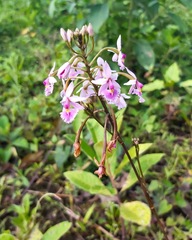 Epidendrum calanthum