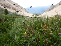 Carex pelocarpa