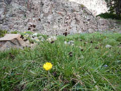 Carex pelocarpa
