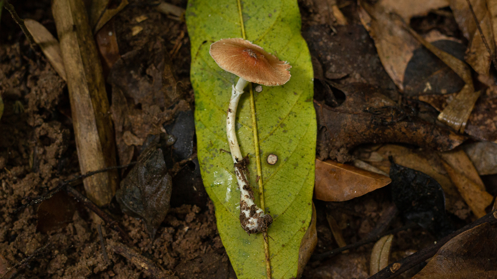Leucoagaricus rubrotinctus · November 2021 · photo: © deniszabin (iNaturalist, cc-by)