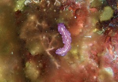 Pseudoceros goslineri