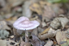 Mycena rosea