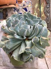 Echeveria runyonii