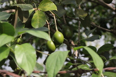 Crateva adansonii trifoliata