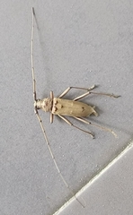 Susuacanga stigmatica