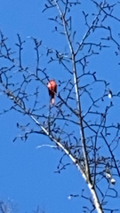 Cardinalis cardinalis