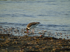 Haematopus palliatus