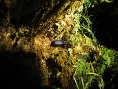 Scaphinotus angusticollis