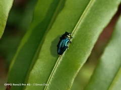 Endelus cupido