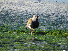 Vanellus chilensis