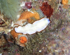 Pseudoceros bimarginatus