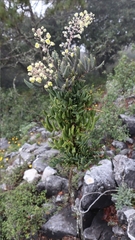 Berberis pallida