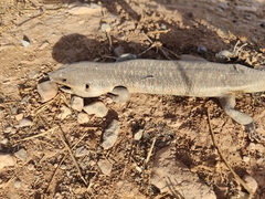 Eumeces algeriensis