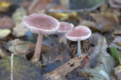 Mycena rosea