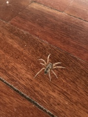 Araneae