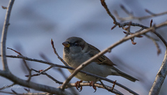 Passer domesticus