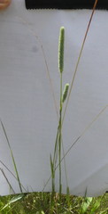 Phleum phleoides