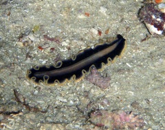 Pseudoceros paralaticlavus