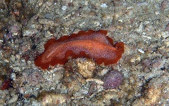 Phrikoceros