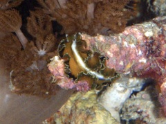 Pseudobiceros flowersi