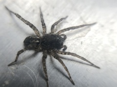 Paratrochosina amica