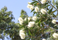 Melaleuca cajuputi cumingiana