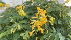 Pseudofumaria lutea