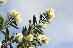 Melaleuca cajuputi cumingiana
