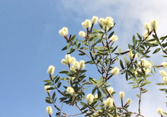Melaleuca cajuputi cumingiana