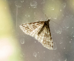Alucita montana