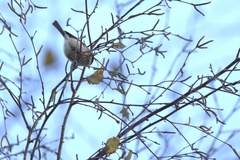 Poecile palustris