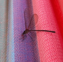 Hetaerina fuscoguttata