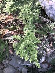 Cheilanthes leucopoda