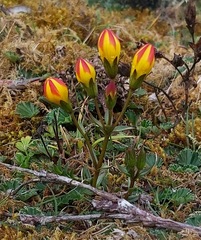 Gentianella hirculus