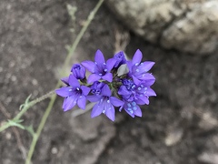Gilia achilleifolia