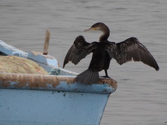 Nannopterum brasilianum