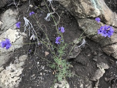 Gilia achilleifolia